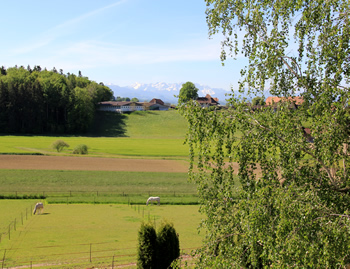 Weiden mit Blick auf die Alpen